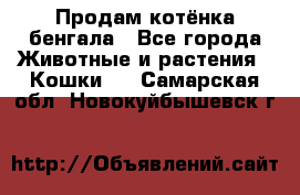 Продам котёнка бенгала - Все города Животные и растения » Кошки   . Самарская обл.,Новокуйбышевск г.